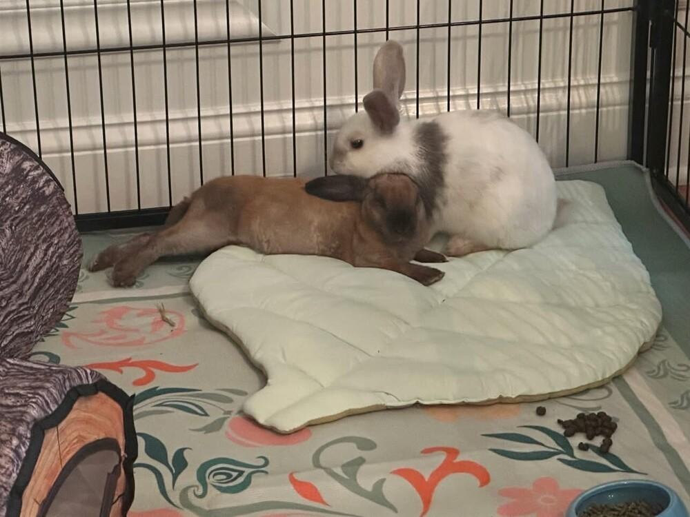 Enlarge Blackberry, a Adoptable Rex in Westford, MA image 2/6