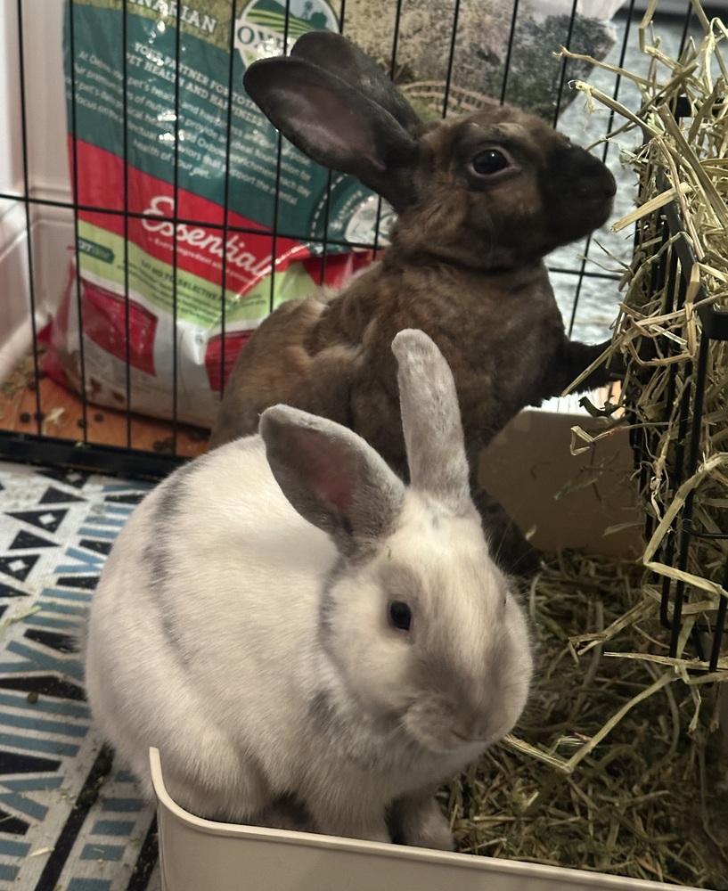 Blackberry, a Adoptable Rex in Westford, MA image 2/6