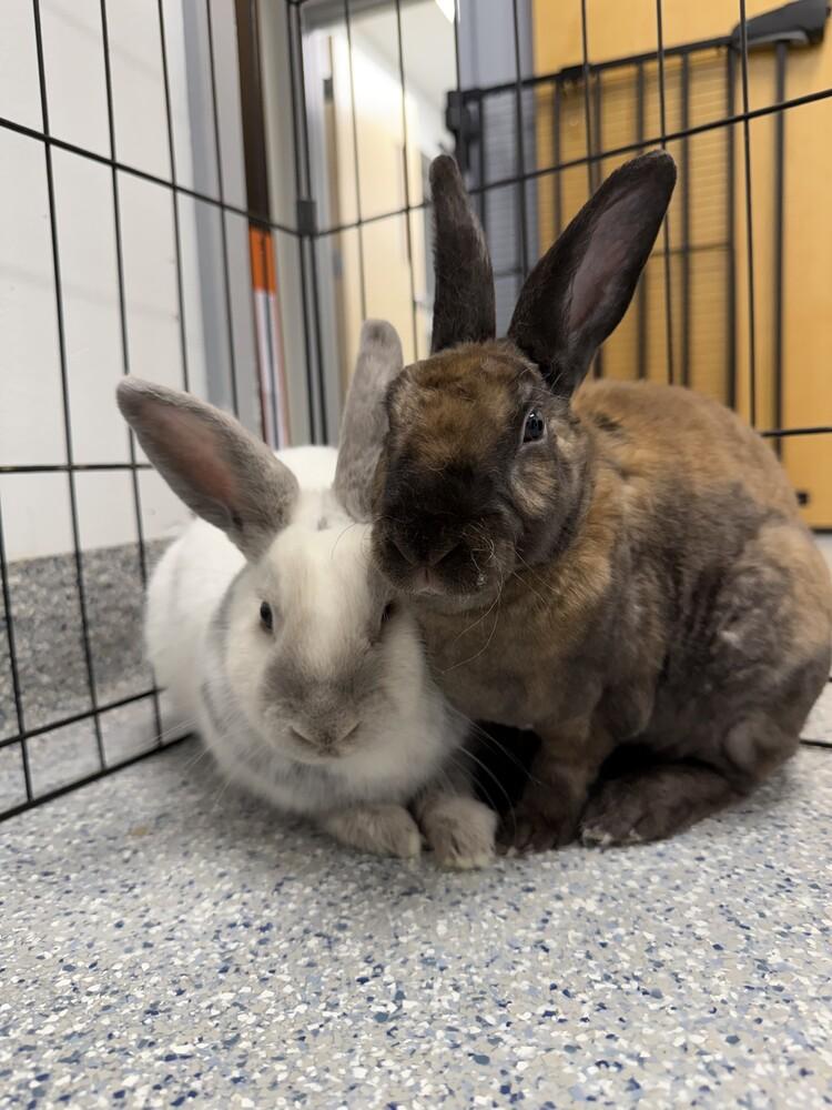 Blackberry, a Adoptable Rex in Westford, MA image 3/6