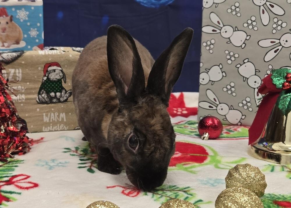 Blackberry, a Adoptable Rex in Westford, MA image 4/6