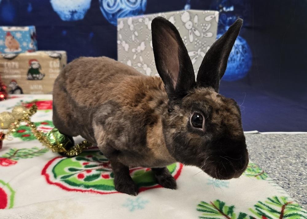 Blackberry, a Adoptable Rex in Westford, MA image 5/6