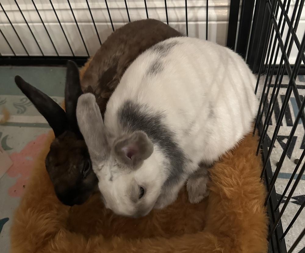 Blackberry, a Adoptable Rex in Westford, MA image 6/6