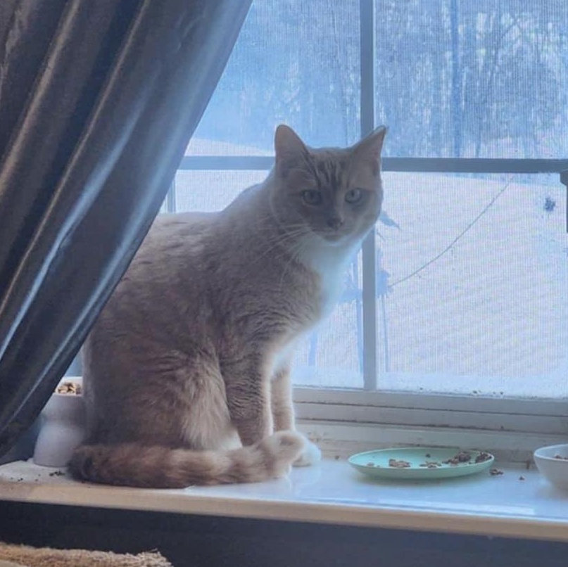 Enlarge Bo, a Adoptable Domestic Short Hair in Lacona, NY image 3/6