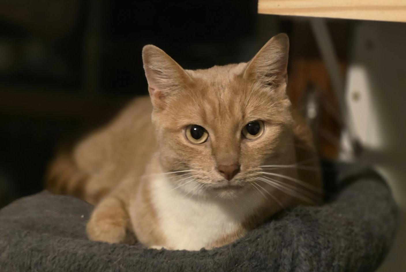 Enlarge Bo, a Adoptable Domestic Short Hair in Lacona, NY image 1/6