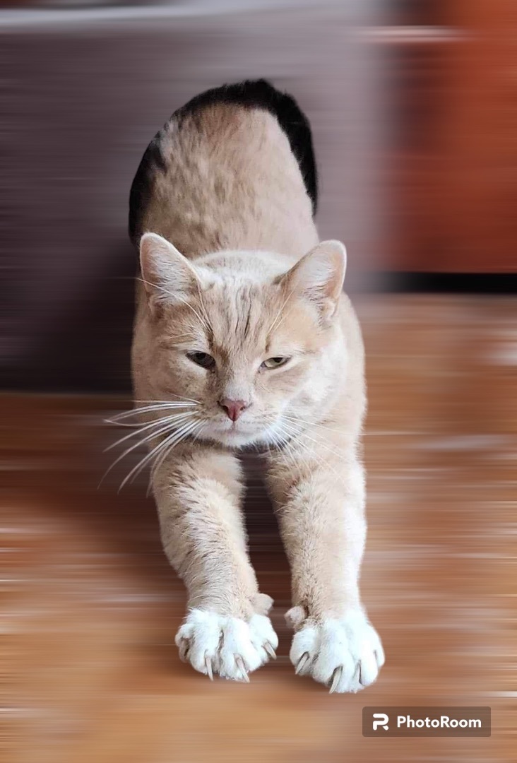 Enlarge Bo, a Adoptable Domestic Short Hair in Lacona, NY image 4/6