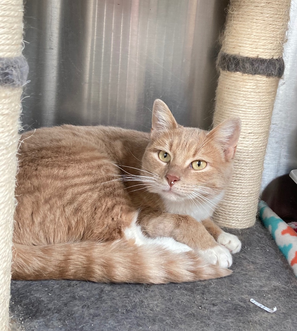 Enlarge Bo, a Adoptable Domestic Short Hair in Lacona, NY image 5/6