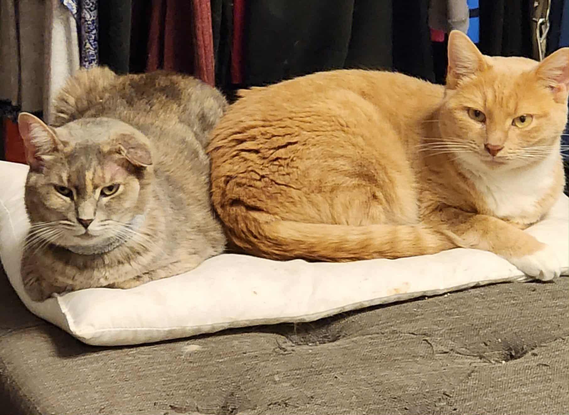 Bo, Adoptable, Young Male Domestic Short Hair.