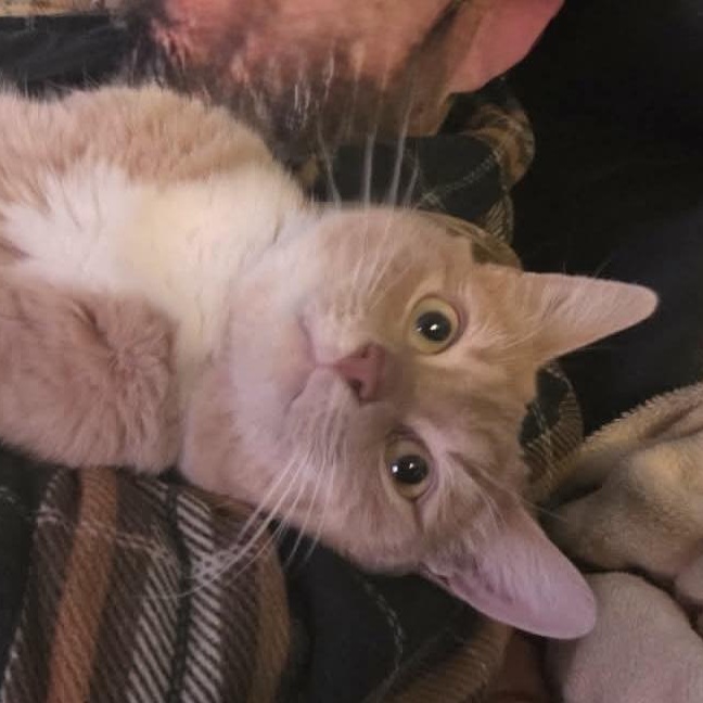 Enlarge Bo, a Adoptable Domestic Short Hair in Lacona, NY image 1/6