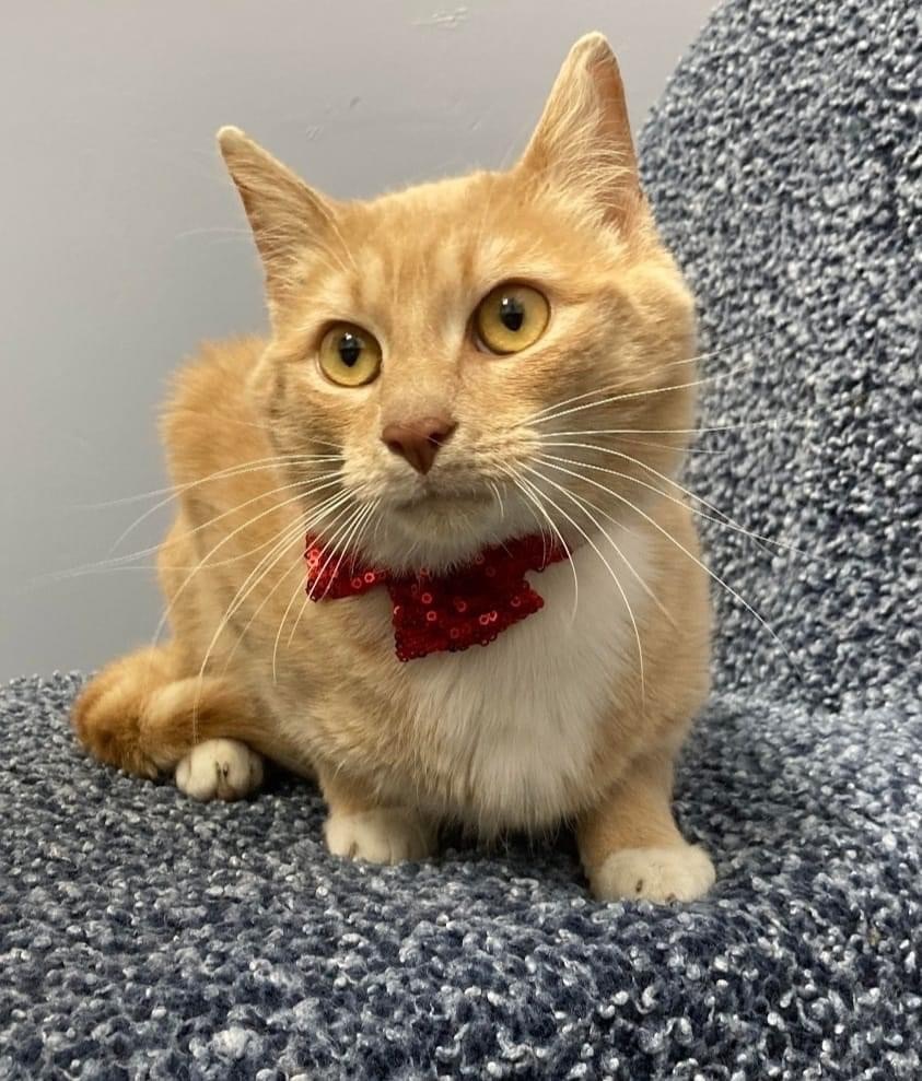 Enlarge Bo, a Adoptable Domestic Short Hair in Lacona, NY image 6/6