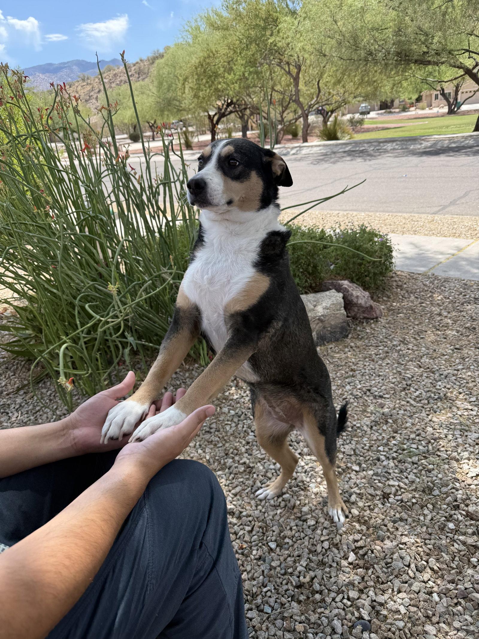 COURTESY POST Sol, Adoptable, Young Female Mixed Breed.