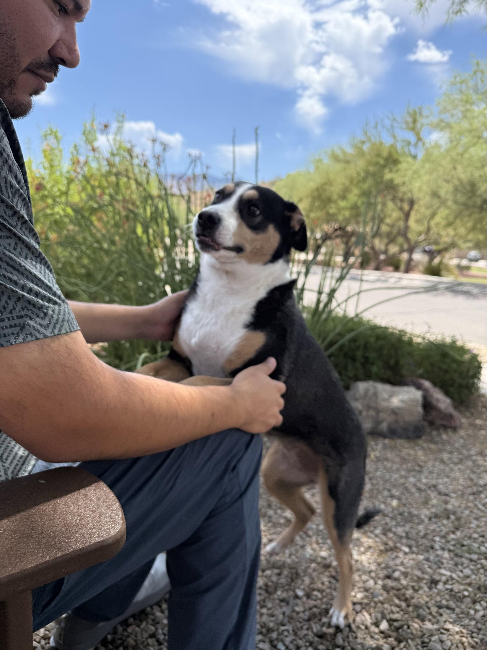 Enlarge COURTESY POST Sol, a Adoptable Mixed Breed in Tucson, AZ image 2/3