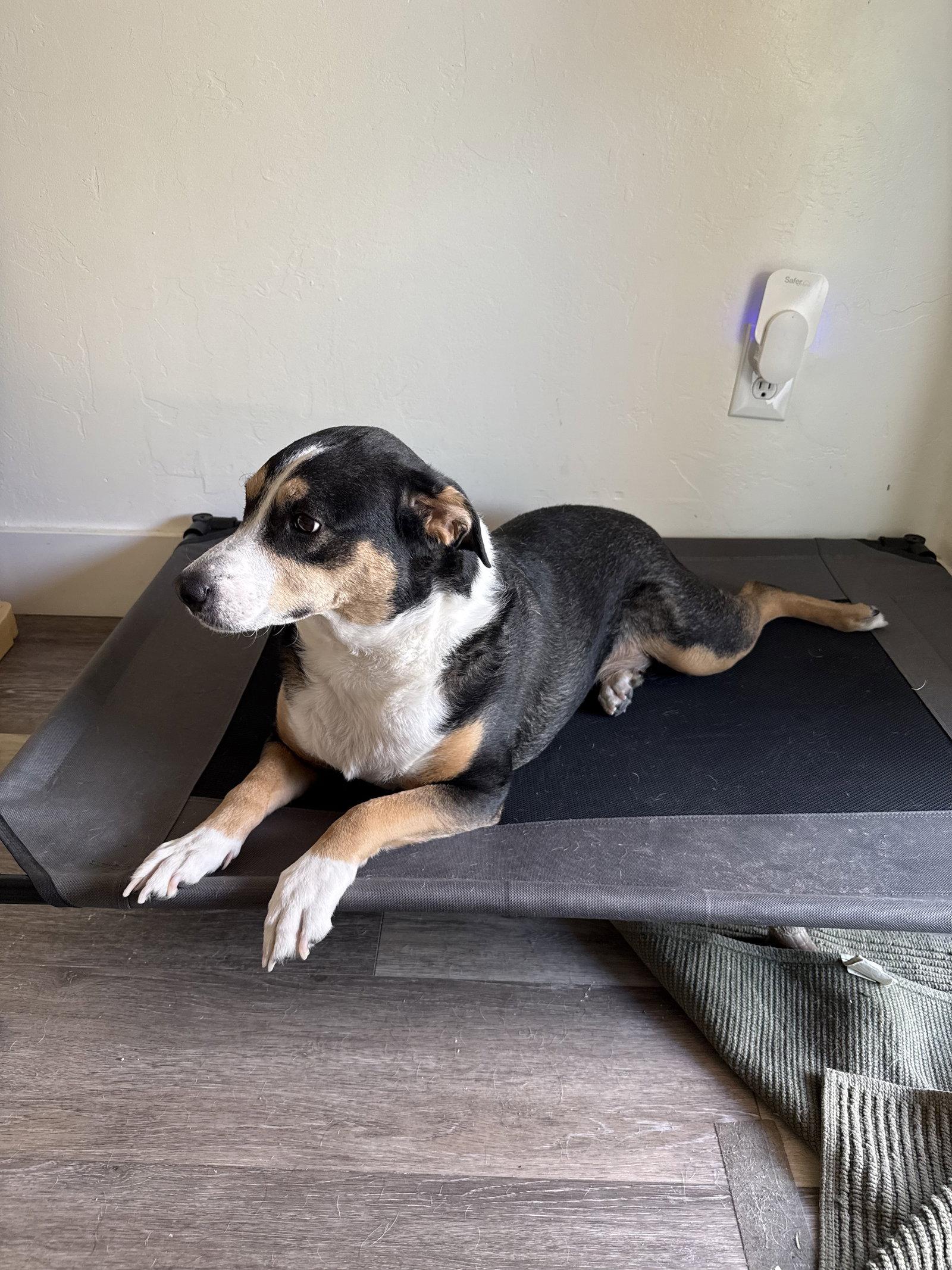 Enlarge COURTESY POST Sol, a Adoptable Mixed Breed in Tucson, AZ image 3/3