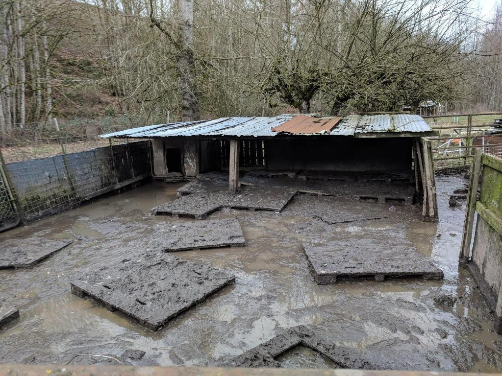 Noodles / Nanni (Nastansky), Adoptable, Senior Female Pig.