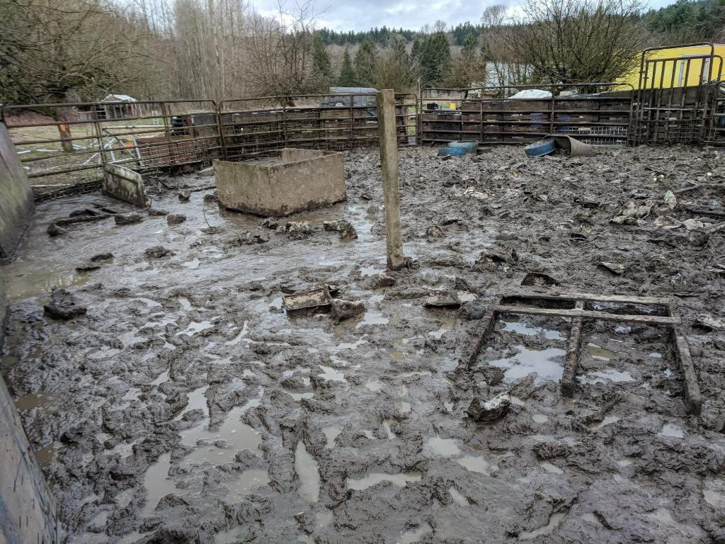 Enlarge Noodles / Nanni (Nastansky), a Adoptable Pig in Sultan, WA image 2/4