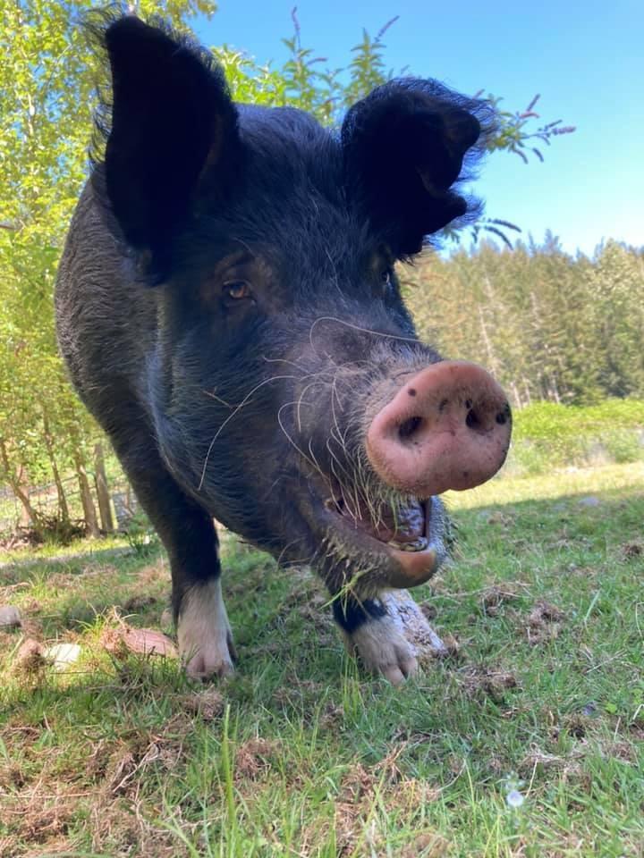 Enlarge Noodles / Nanni (Nastansky), a Adoptable Pig in Sultan, WA image 3/4
