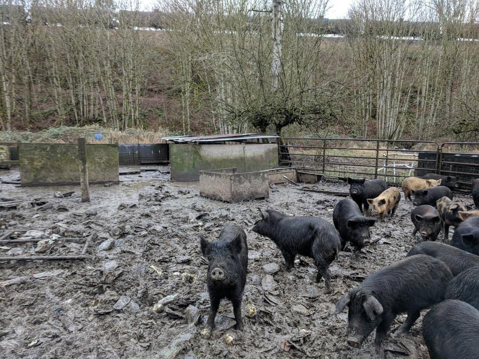 Enlarge Noodles / Nanni (Nastansky), a Adoptable Pig in Sultan, WA image 4/4