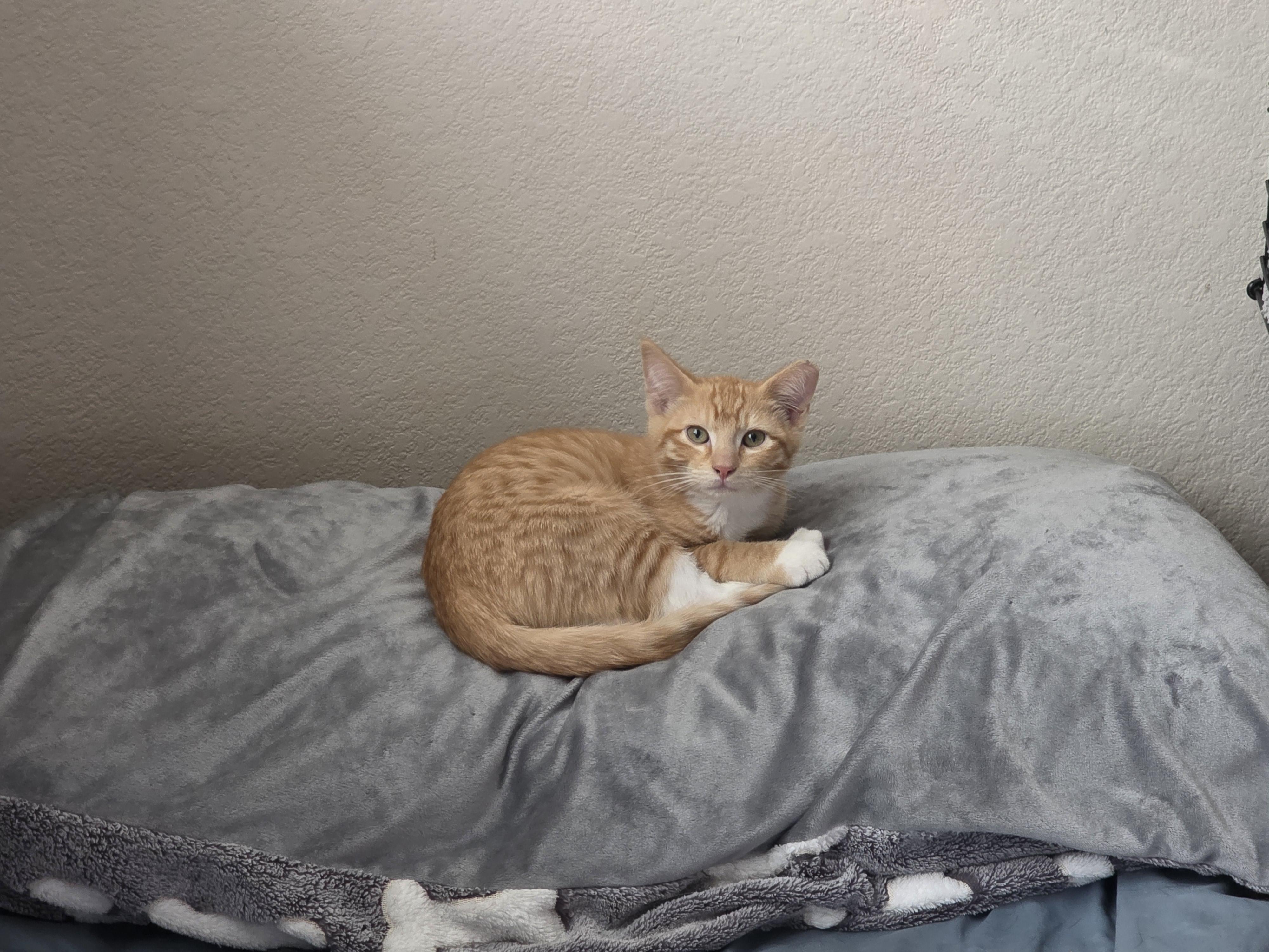 Enlarge Button, a ADOPTABLE Tabby in Vacaville, CA image 4/6