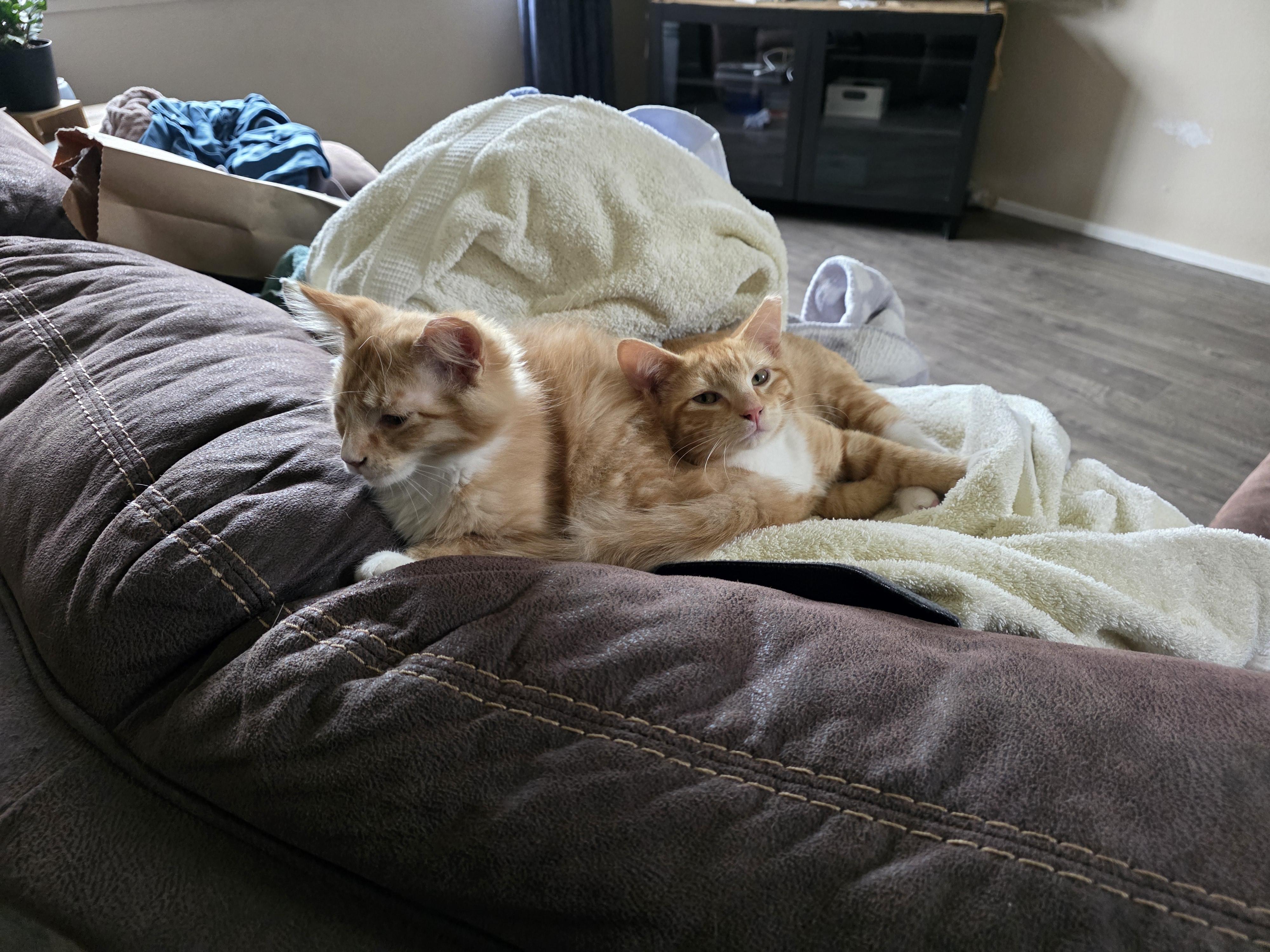 Enlarge Button, a ADOPTABLE Tabby in Vacaville, CA image 5/6