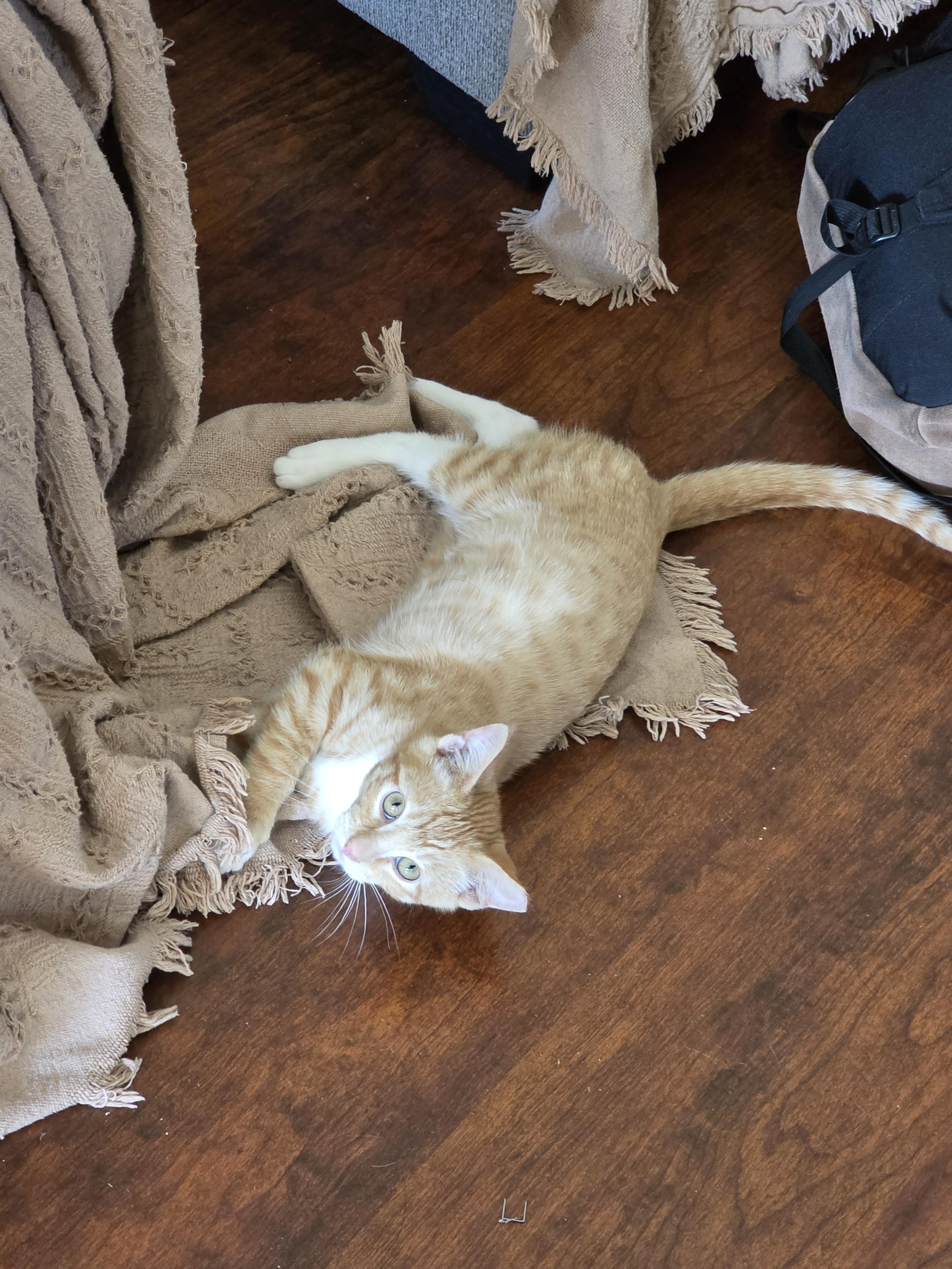 Enlarge Button, a ADOPTABLE Tabby in Vacaville, CA image 6/6