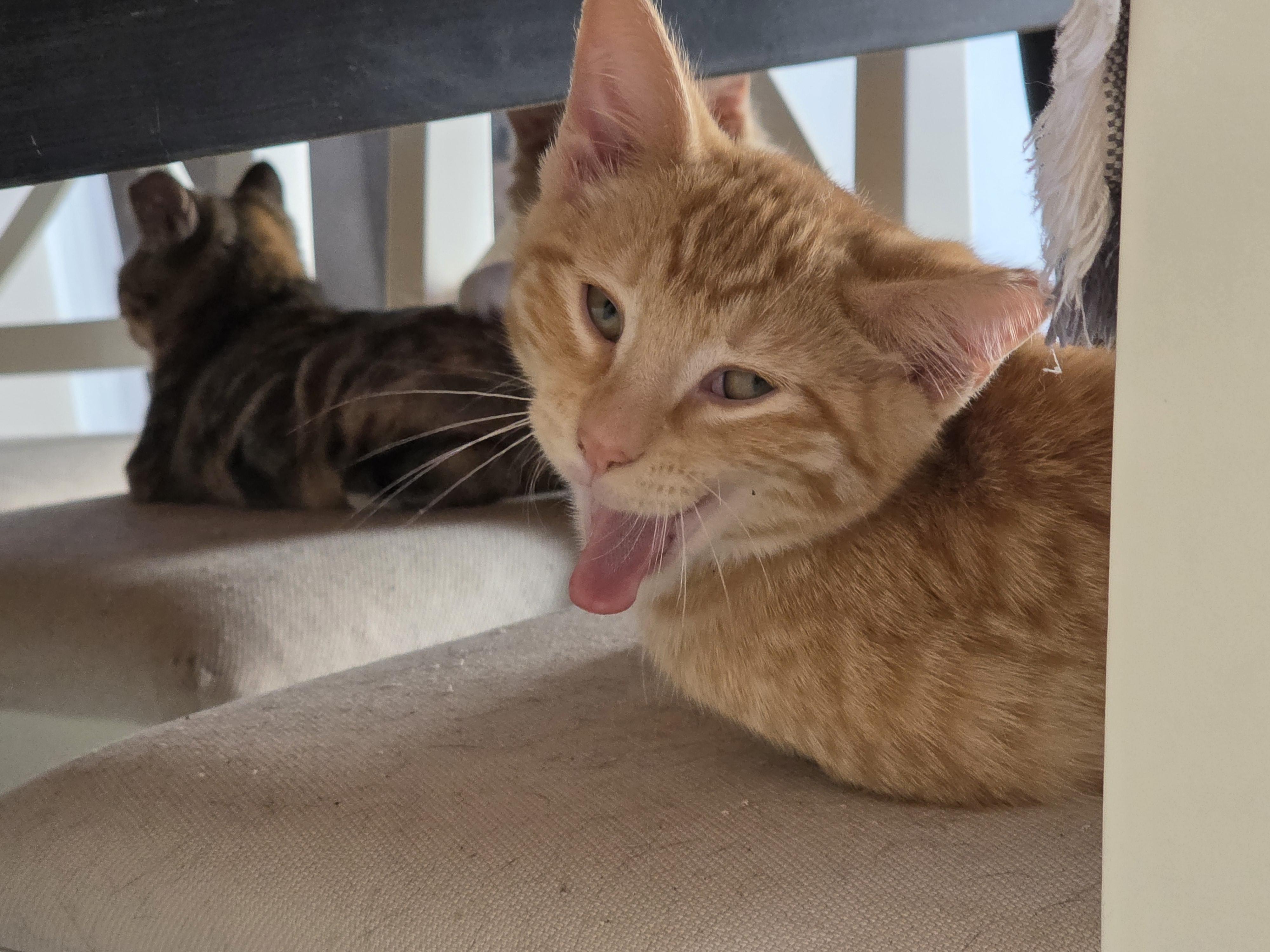 Enlarge Button, a ADOPTABLE Tabby in Vacaville, CA image 3/6