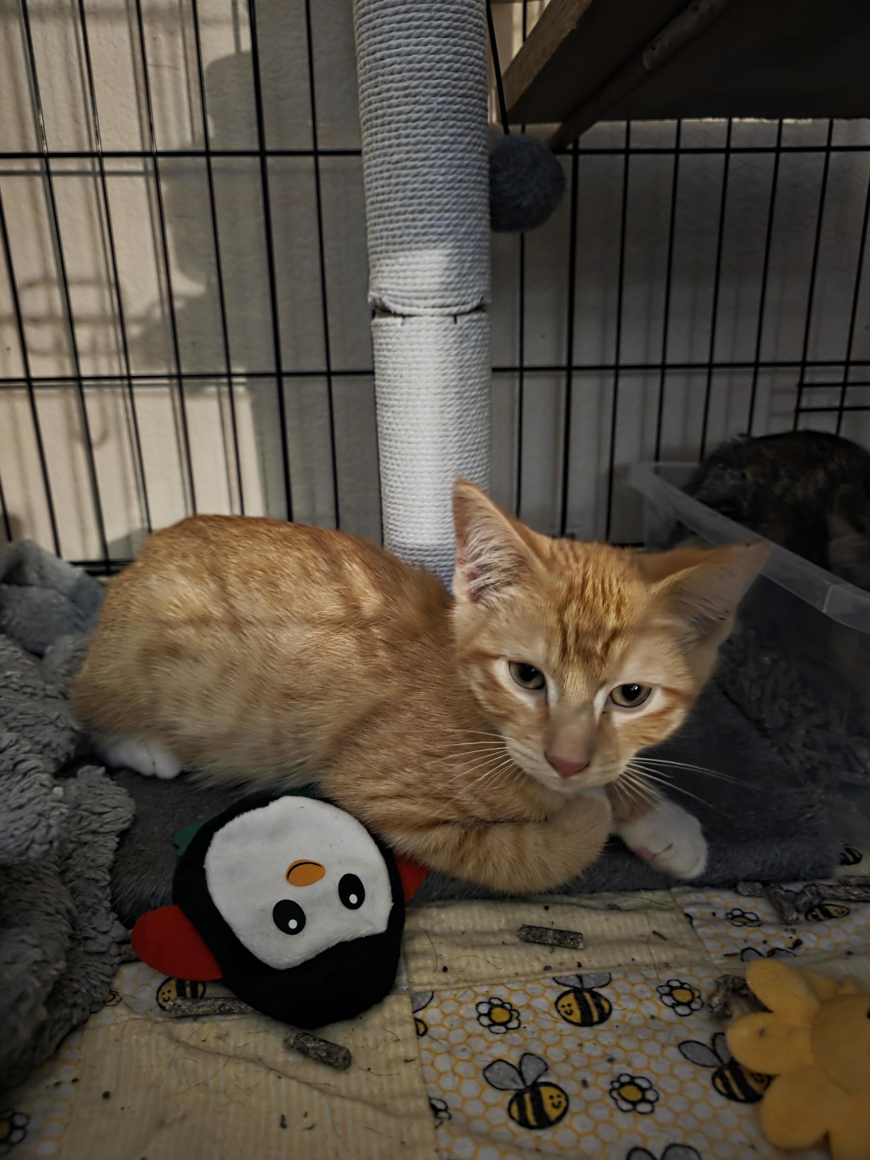 Enlarge Button, a ADOPTABLE Tabby in Vacaville, CA image 2/6