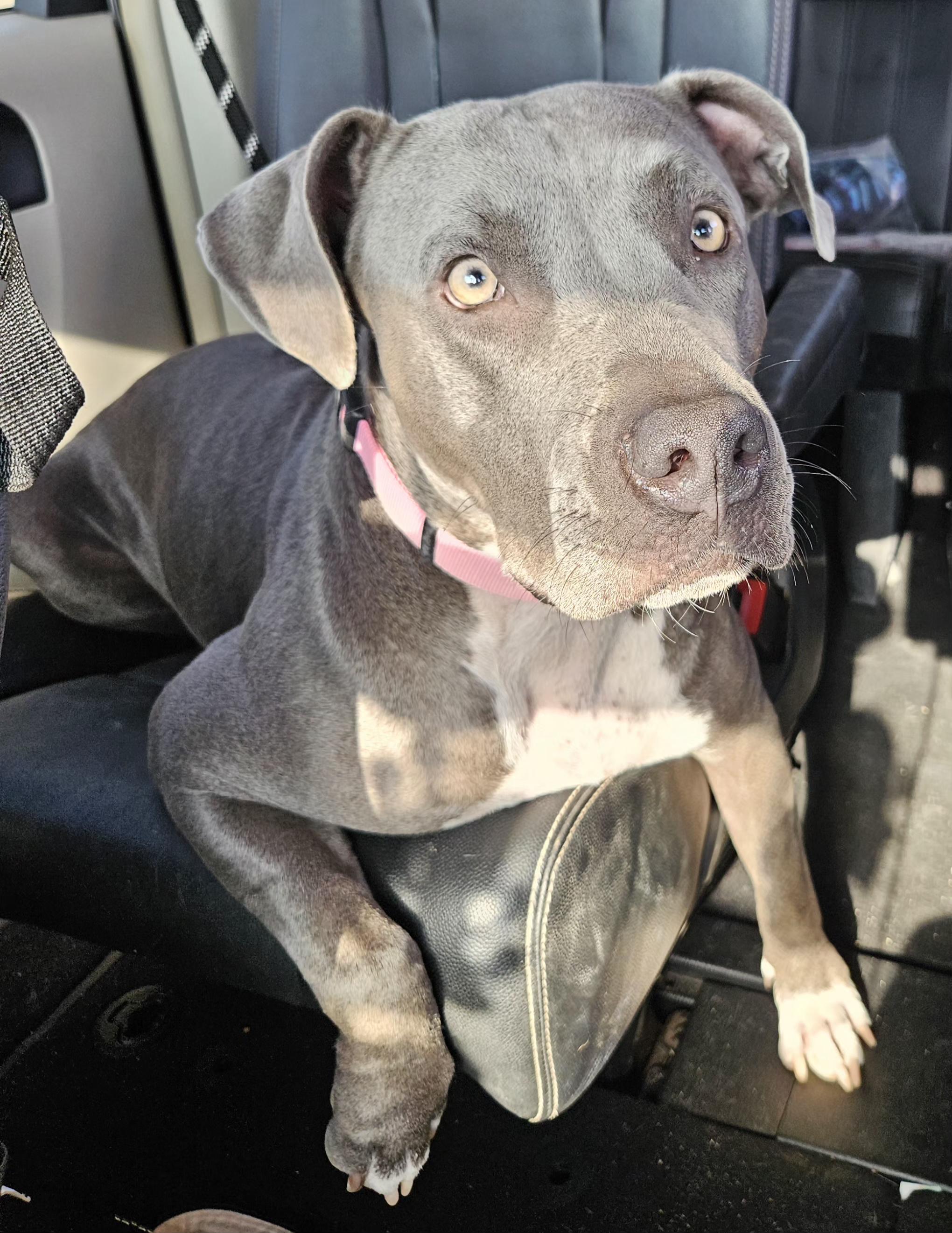 Enlarge Bella, a Adoptable American Bully in New Britain , CT image 2/5