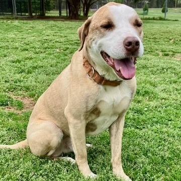 Enlarge Stevie, a Adoptable mixed breed in Tanner, AL image 1/1