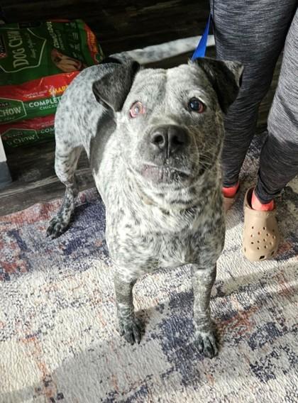 Ham, Adoptable, Adult Male American Bulldog & Cattle Dog.