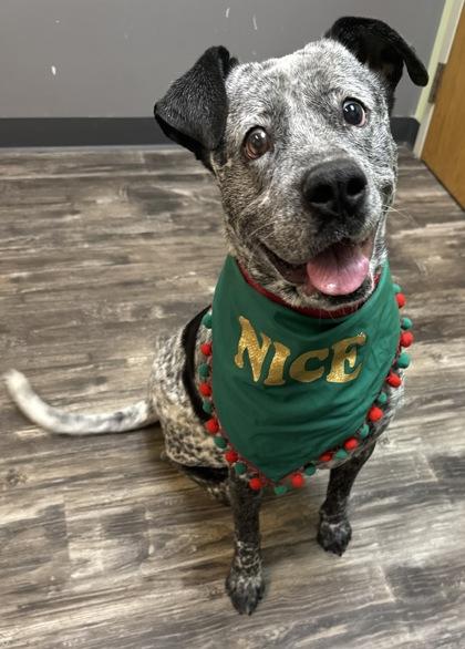 Enlarge Ham, a Adoptable mixed breed in Willmar, MN image 2/3