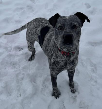 Enlarge Ham, a Adoptable mixed breed in Willmar, MN image 3/3