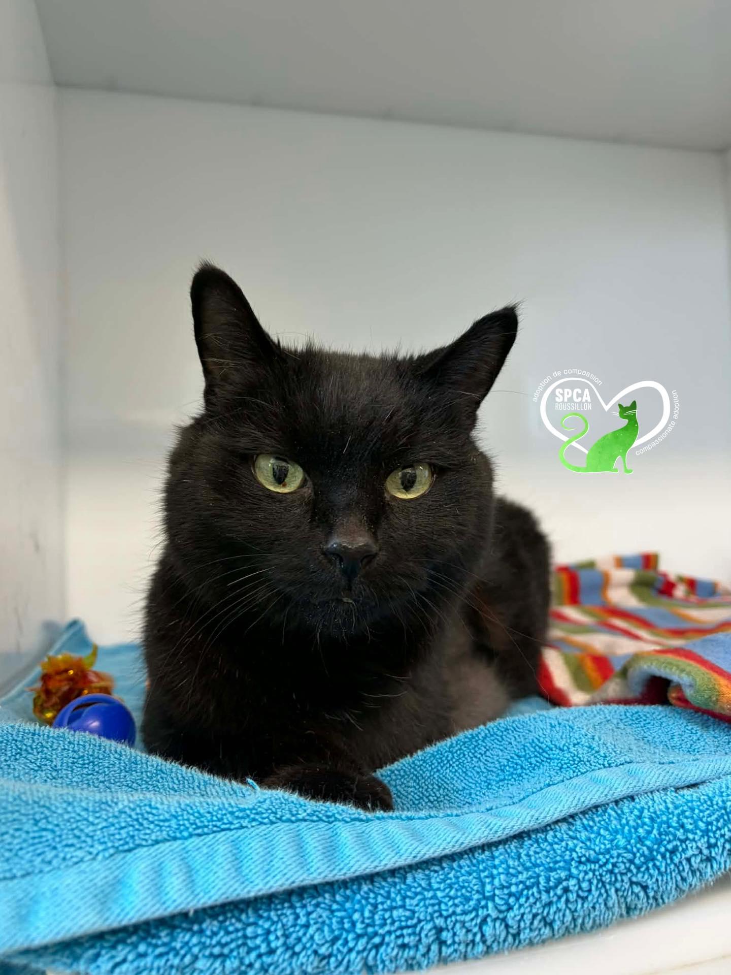 Mr.d'artagnan, ADOPTABLE, Senior Male Domestic Short Hair.