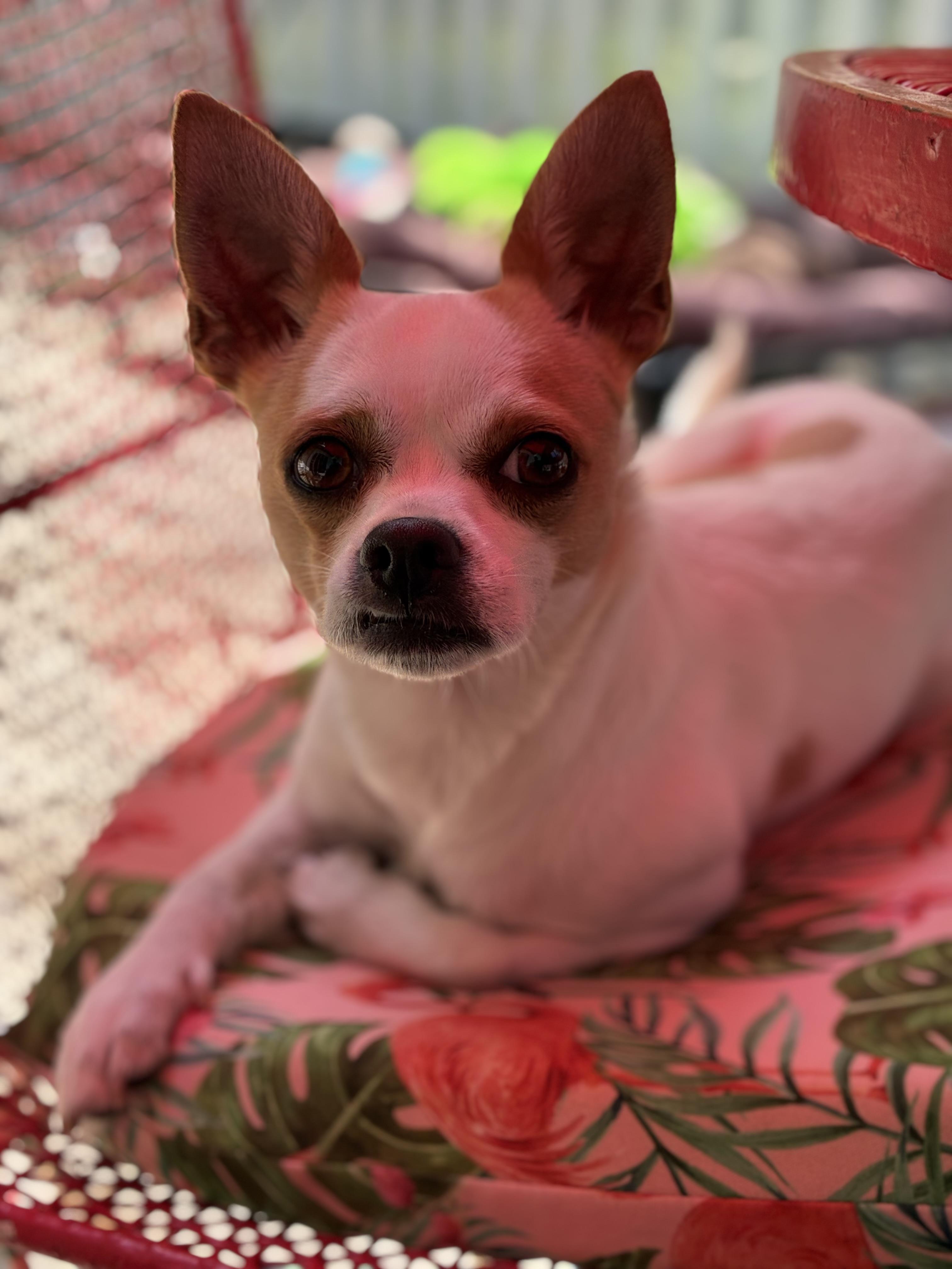 Enlarge Cupcake, a ADOPTABLE Chihuahua in Manahawkin, NJ image 3/3