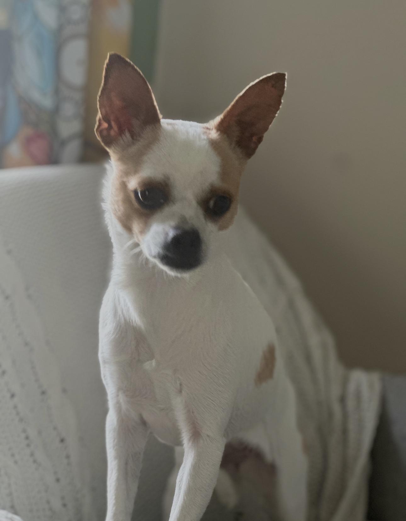 Enlarge Cupcake, a ADOPTABLE Chihuahua in Manahawkin, NJ image 1/3