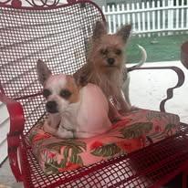 Enlarge Cupcake, a ADOPTABLE Chihuahua in Manahawkin, NJ image 2/3
