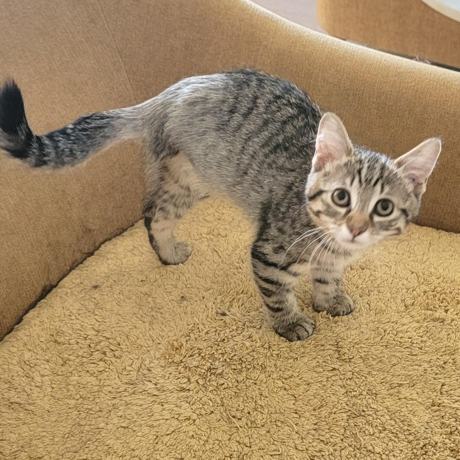 Enlarge Hoppin Howie, a ADOPTABLE Domestic Short Hair in Wyandotte, MI image 3/6