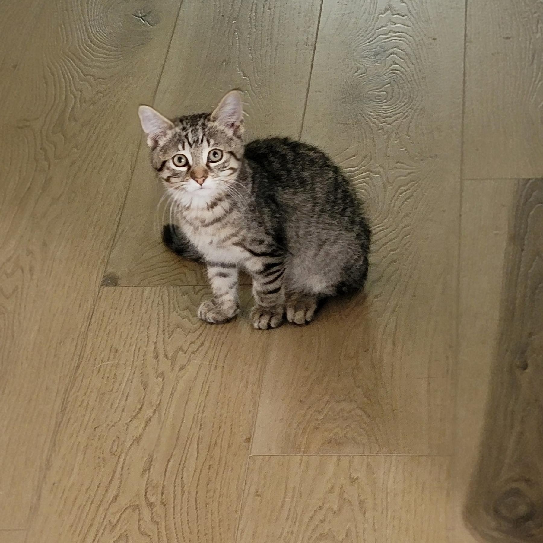 Enlarge Hoppin Howie, a ADOPTABLE Domestic Short Hair in Wyandotte, MI image 6/6