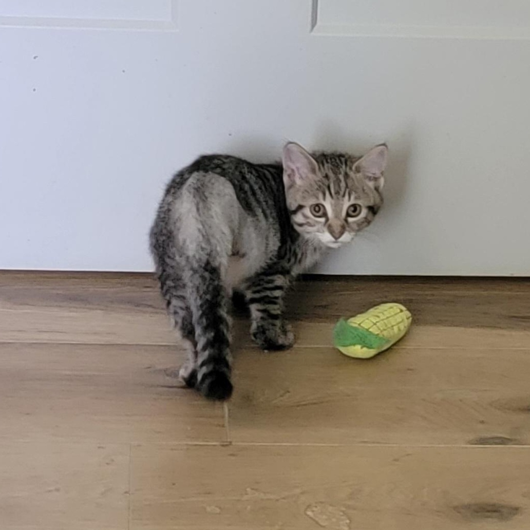 Enlarge Hoppin Howie, a ADOPTABLE Domestic Short Hair in Wyandotte, MI image 5/6
