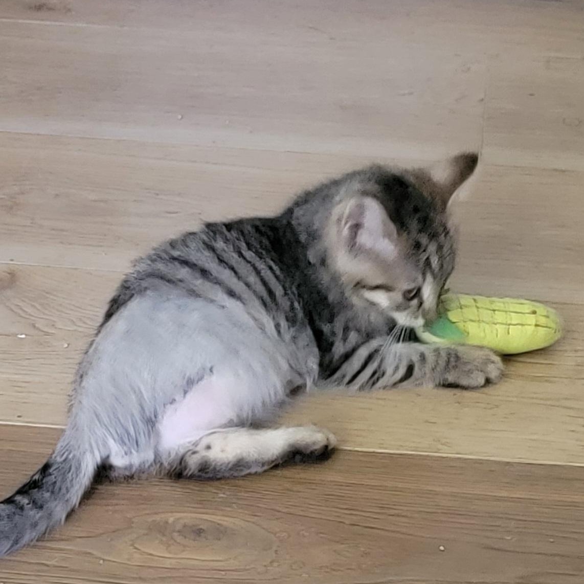 Enlarge Hoppin Howie, a ADOPTABLE Domestic Short Hair in Wyandotte, MI image 2/6