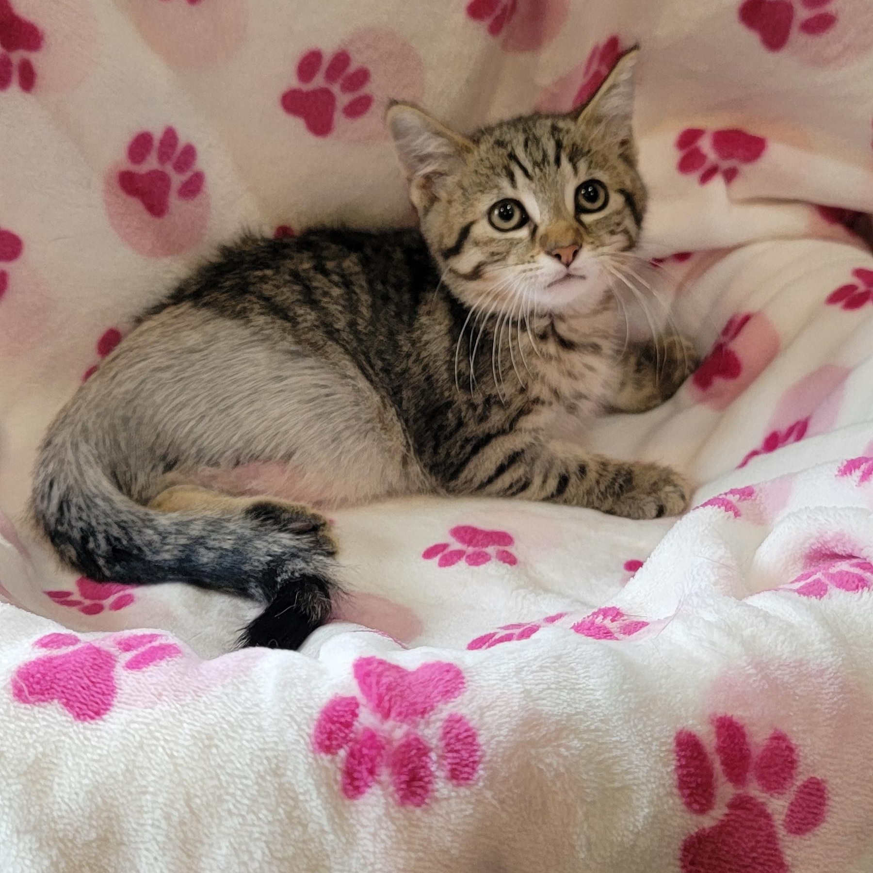 Enlarge Hoppin Howie, a ADOPTABLE Domestic Short Hair in Wyandotte, MI image 4/6