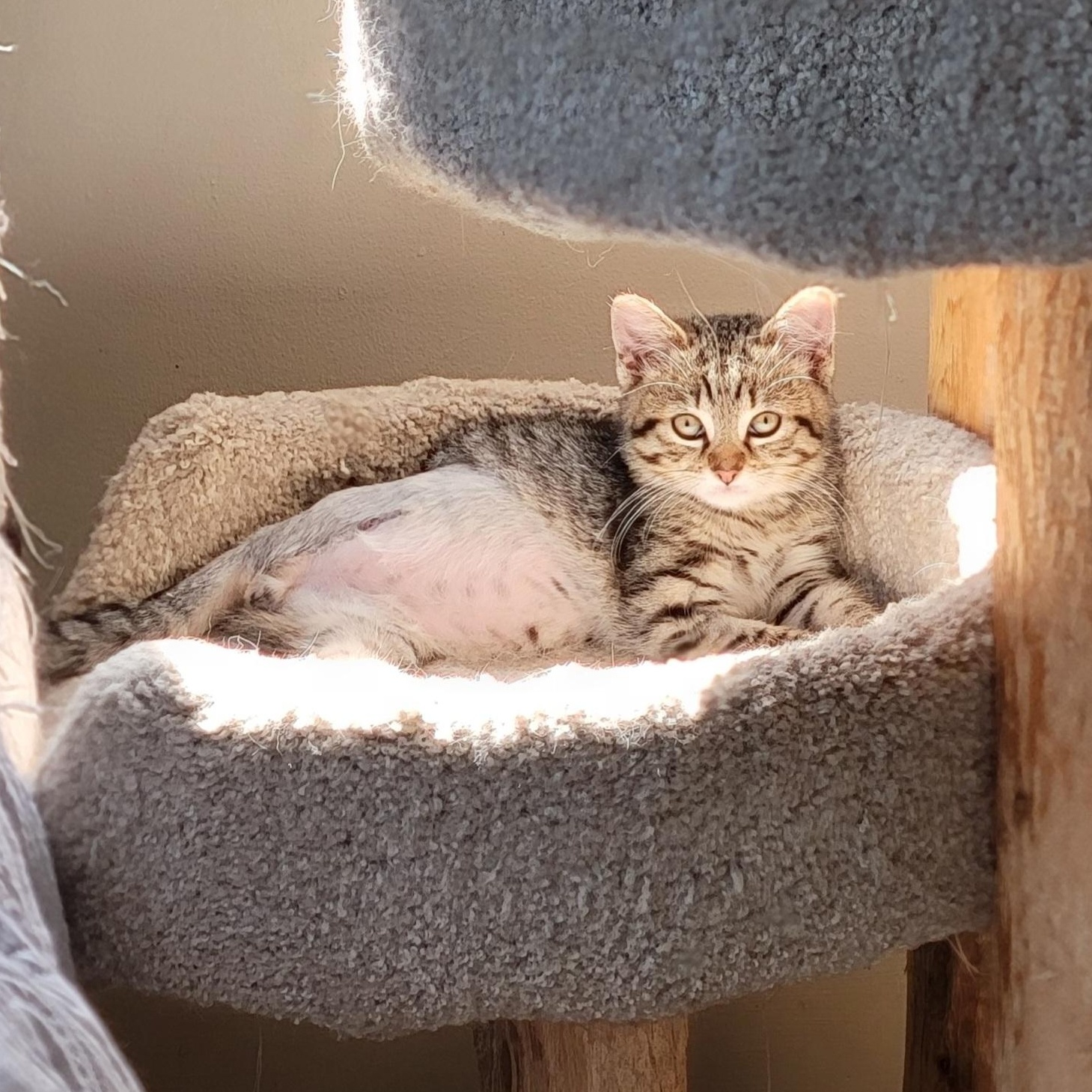 Enlarge Hoppin Howie, a ADOPTABLE Domestic Short Hair in Wyandotte, MI image 1/6
