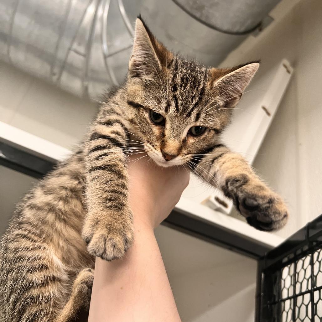 Bart, Adoptable, Young Male Domestic Short Hair.