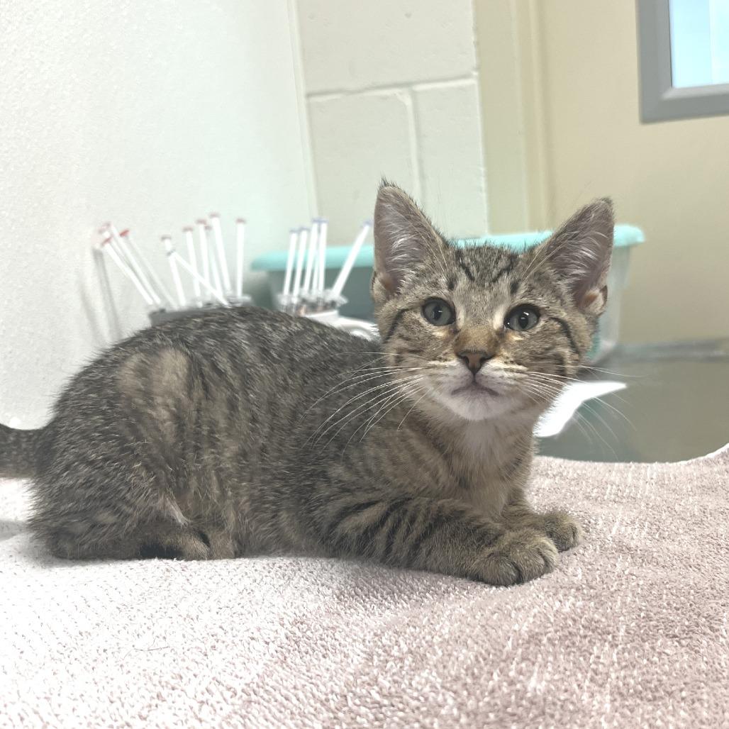 Enlarge Bart, a Adoptable Domestic Short Hair in Albert Lea, MN image 2/3