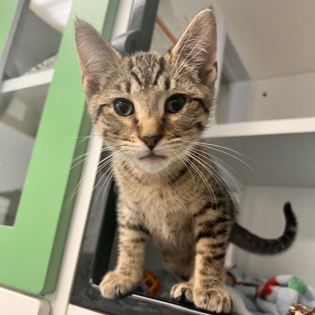 Enlarge Bart, a Adoptable Domestic Short Hair in Albert Lea, MN image 3/3