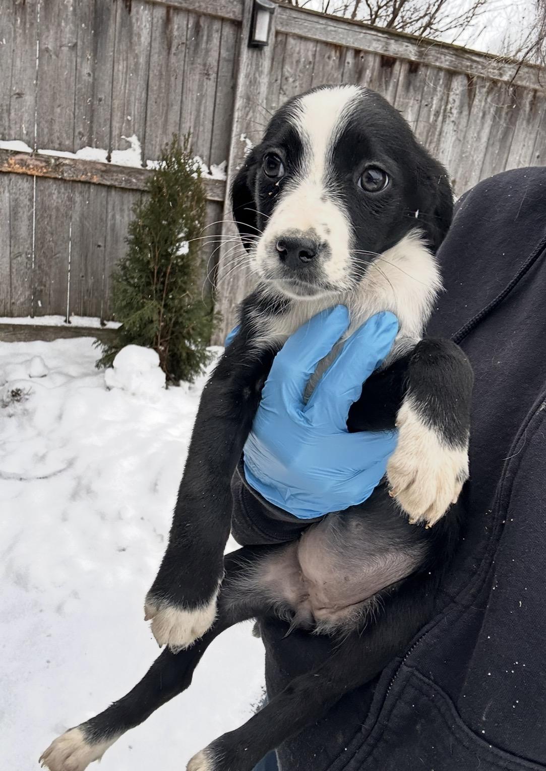 Enlarge Blue Jay, a ADOPTABLE mixed breed in Arlington Heights, IL image 4/5
