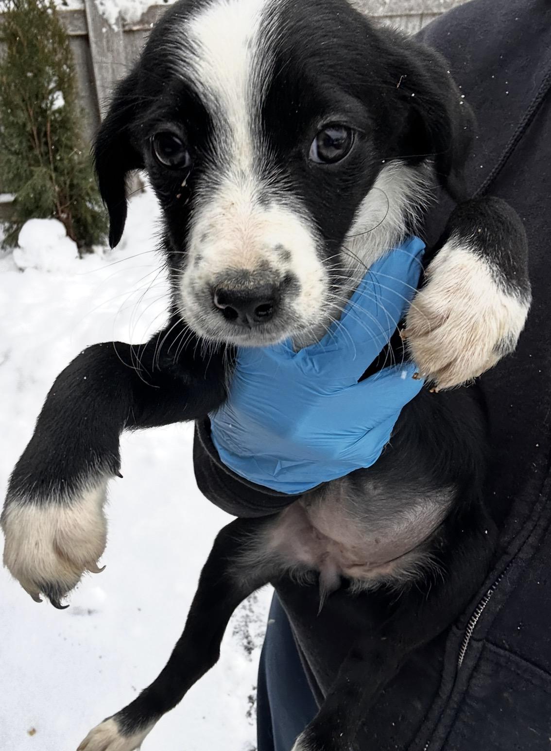 Enlarge Blue Jay, a ADOPTABLE mixed breed in Arlington Heights, IL image 3/5