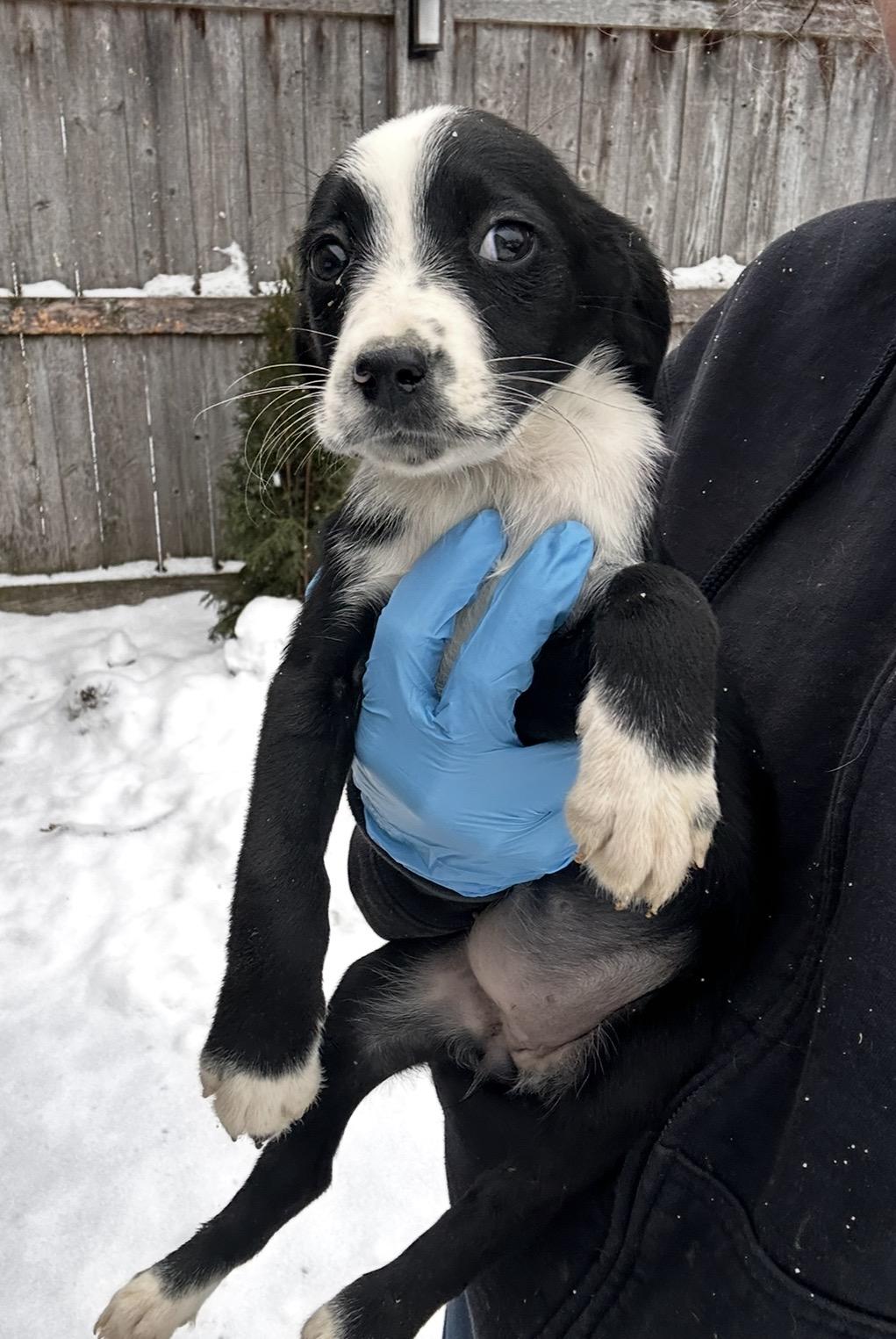 Enlarge Blue Jay, a ADOPTABLE mixed breed in Arlington Heights, IL image 1/5
