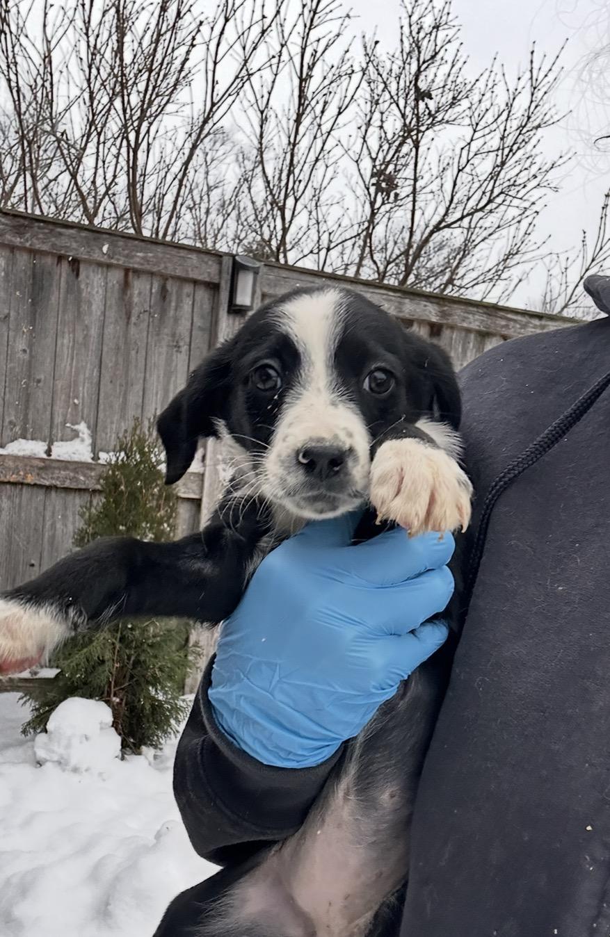 Enlarge Blue Jay, a ADOPTABLE mixed breed in Arlington Heights, IL image 2/5