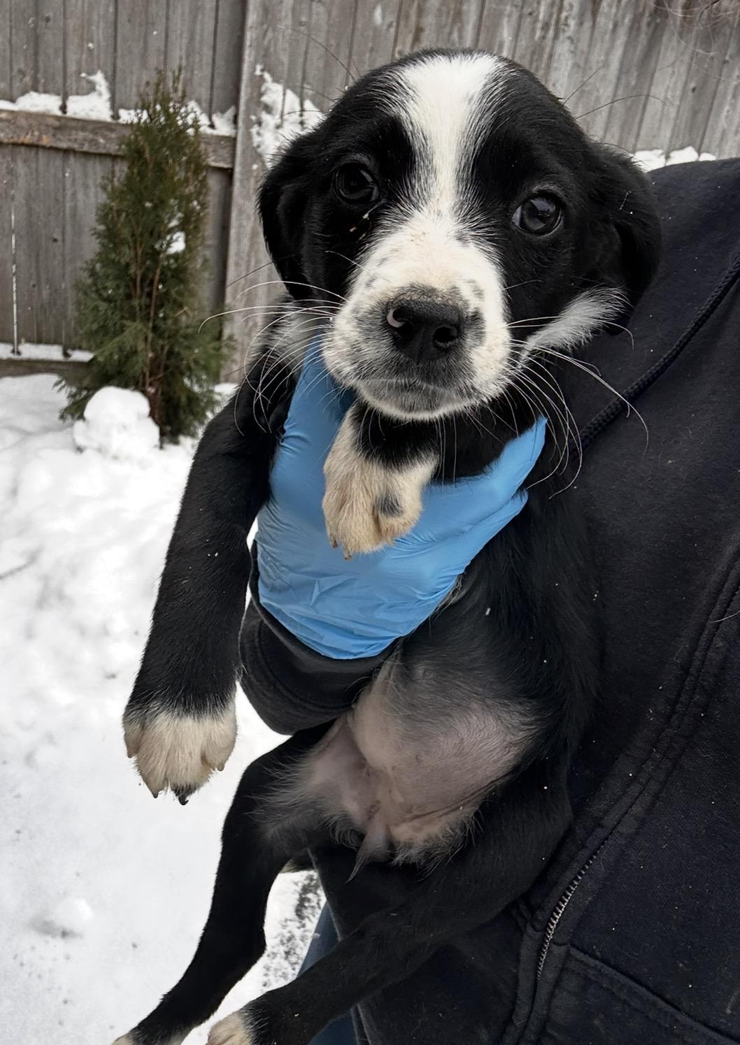 Enlarge Blue Jay, a ADOPTABLE mixed breed in Arlington Heights, IL image 5/5