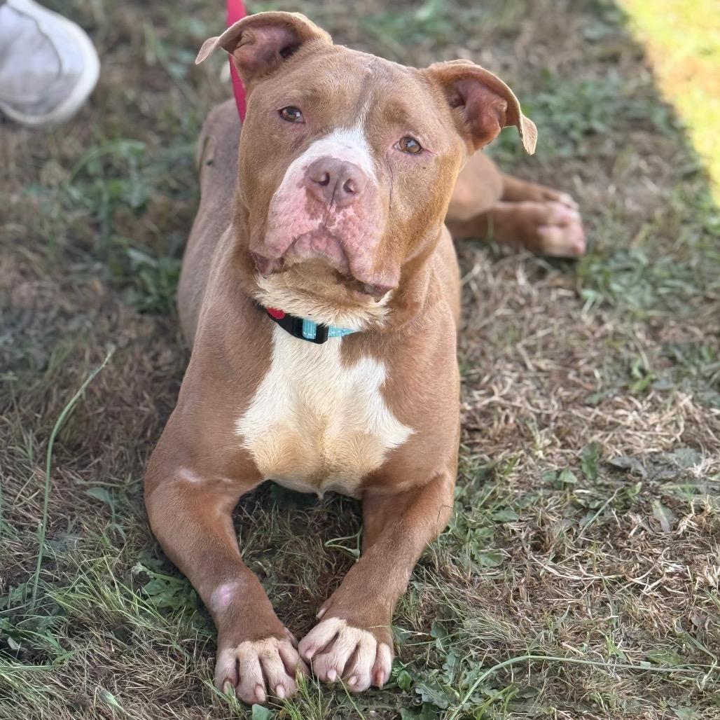 BABY, Adoptable, Adult Female Mixed Breed.