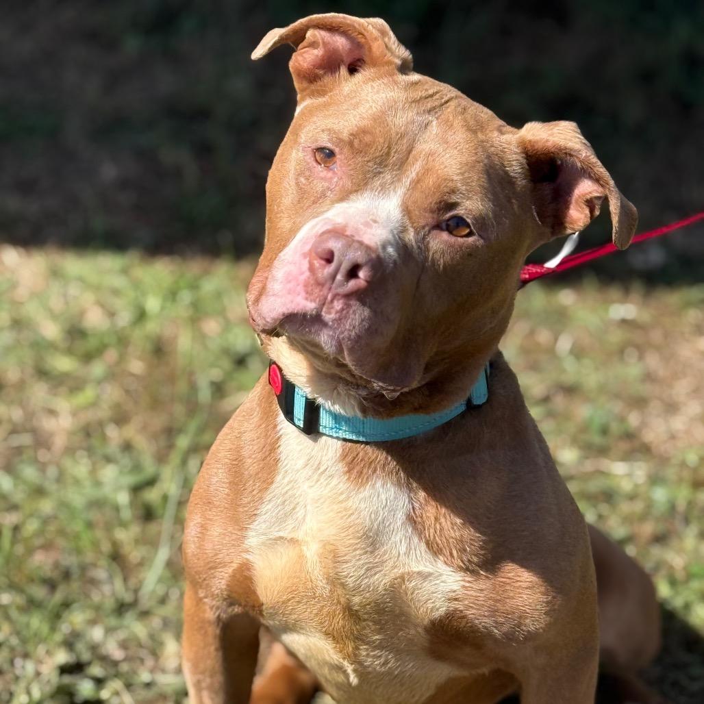 Enlarge BABY, a Adoptable Mixed Breed in Bennettsville, SC image 2/2